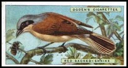 35 Red Backed Shrike